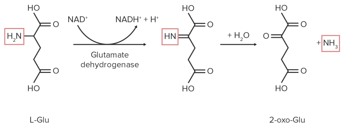 Oxidative deamination