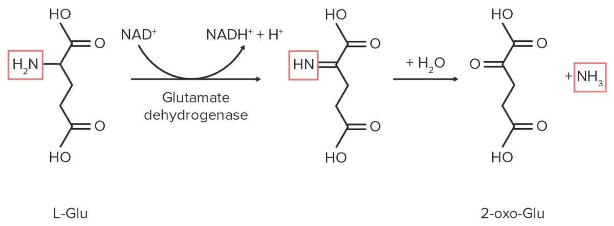 Desaminação oxidativa