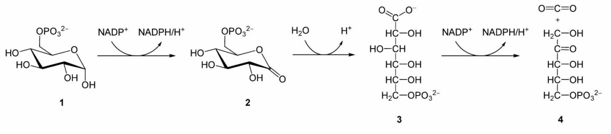 Fase oxidativa de la ruta de las pentosas fosfato