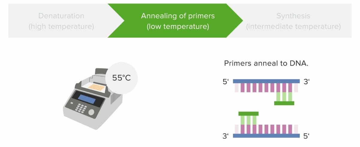 Pcr stage 2 annealing of primers