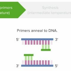 PCR Stage 2 Annealing of primers