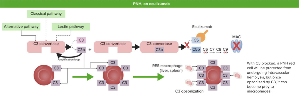 Pnh eculizumab