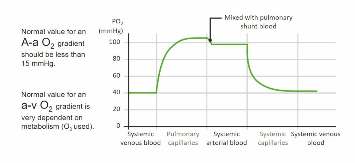 PO₂ gradients in pulmonary and systemic circulations Respiratory gas exchange