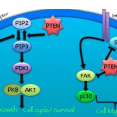 PTEN protein pathophysiology of Cowden syndrome
