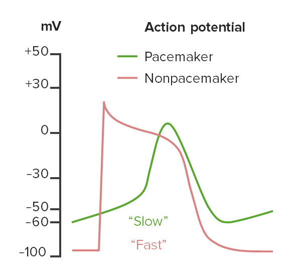 Pacemaker (green) and nonpacemaker (red) action potentials