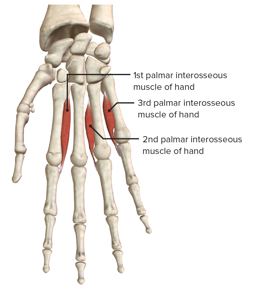 Palmar interossei (3 muscles) 2