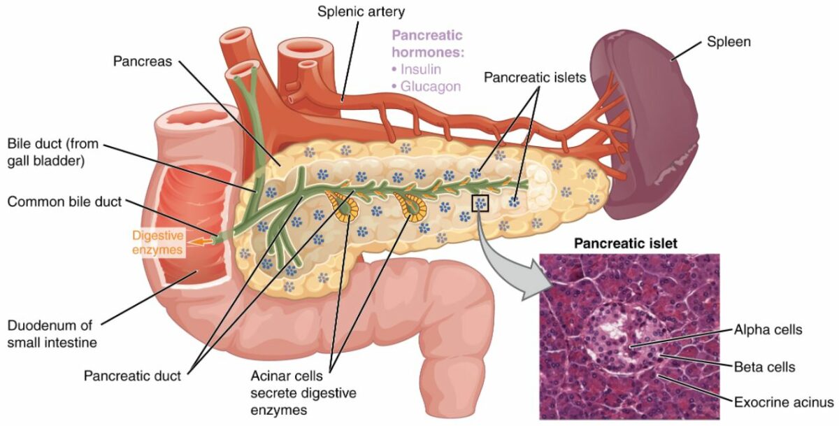 Pancreas