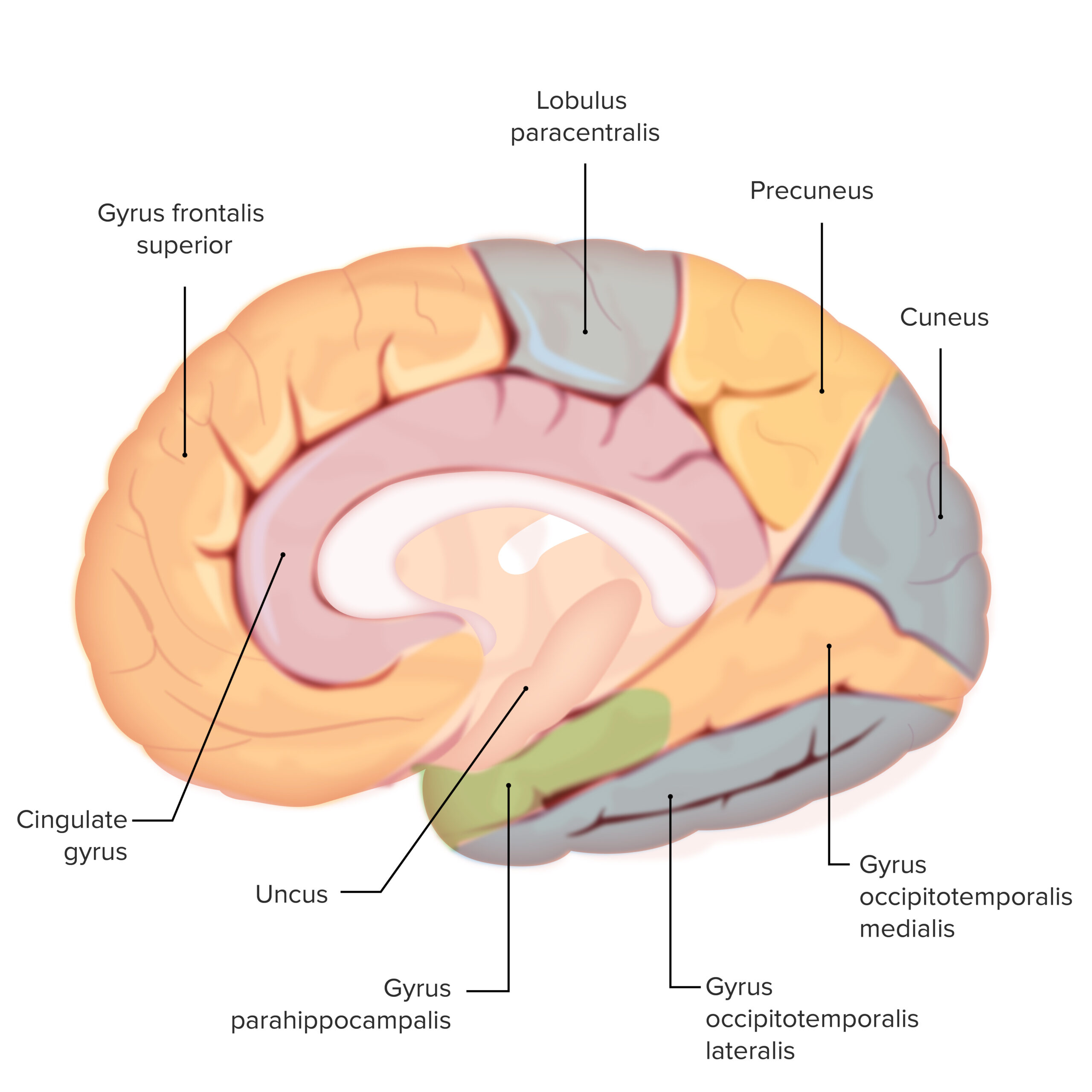 Cerebral Cortex Anatomy Concise Medical Knowledge