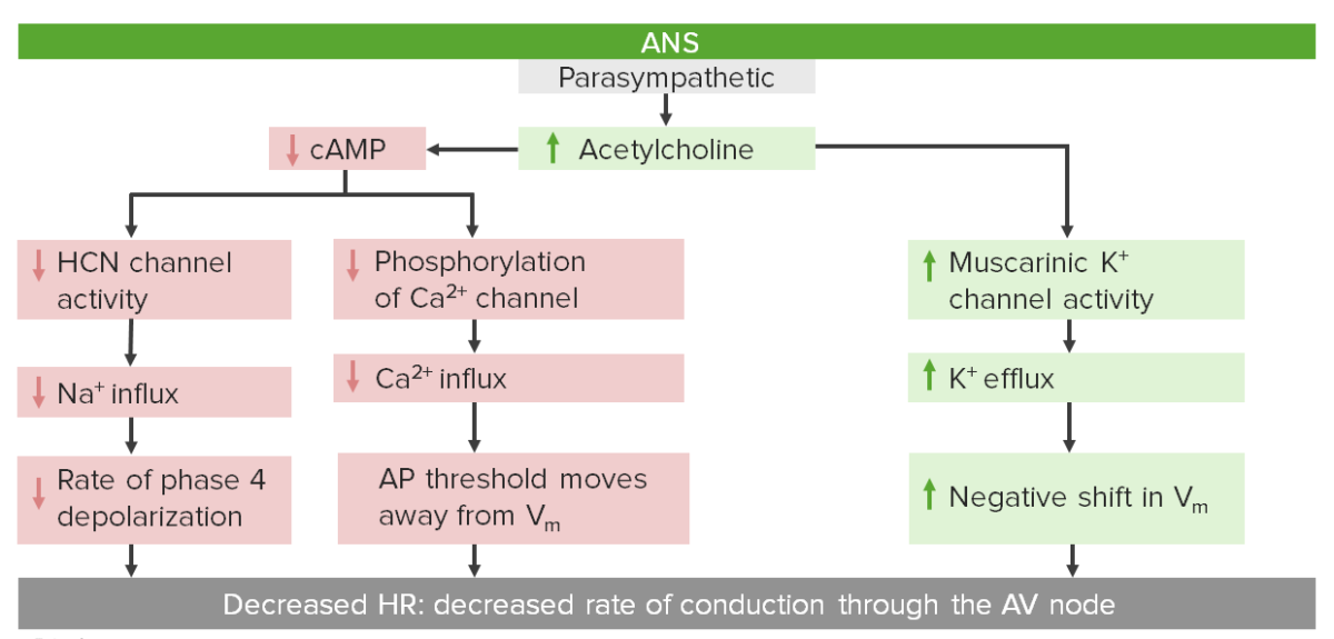 Parasympathetic control of the hr via the av node