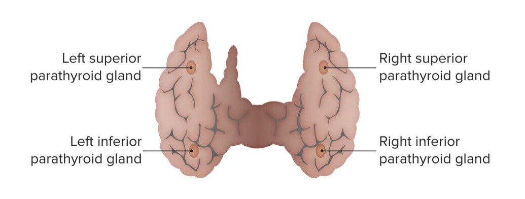 Anatomía de las glándulas paratiroideas