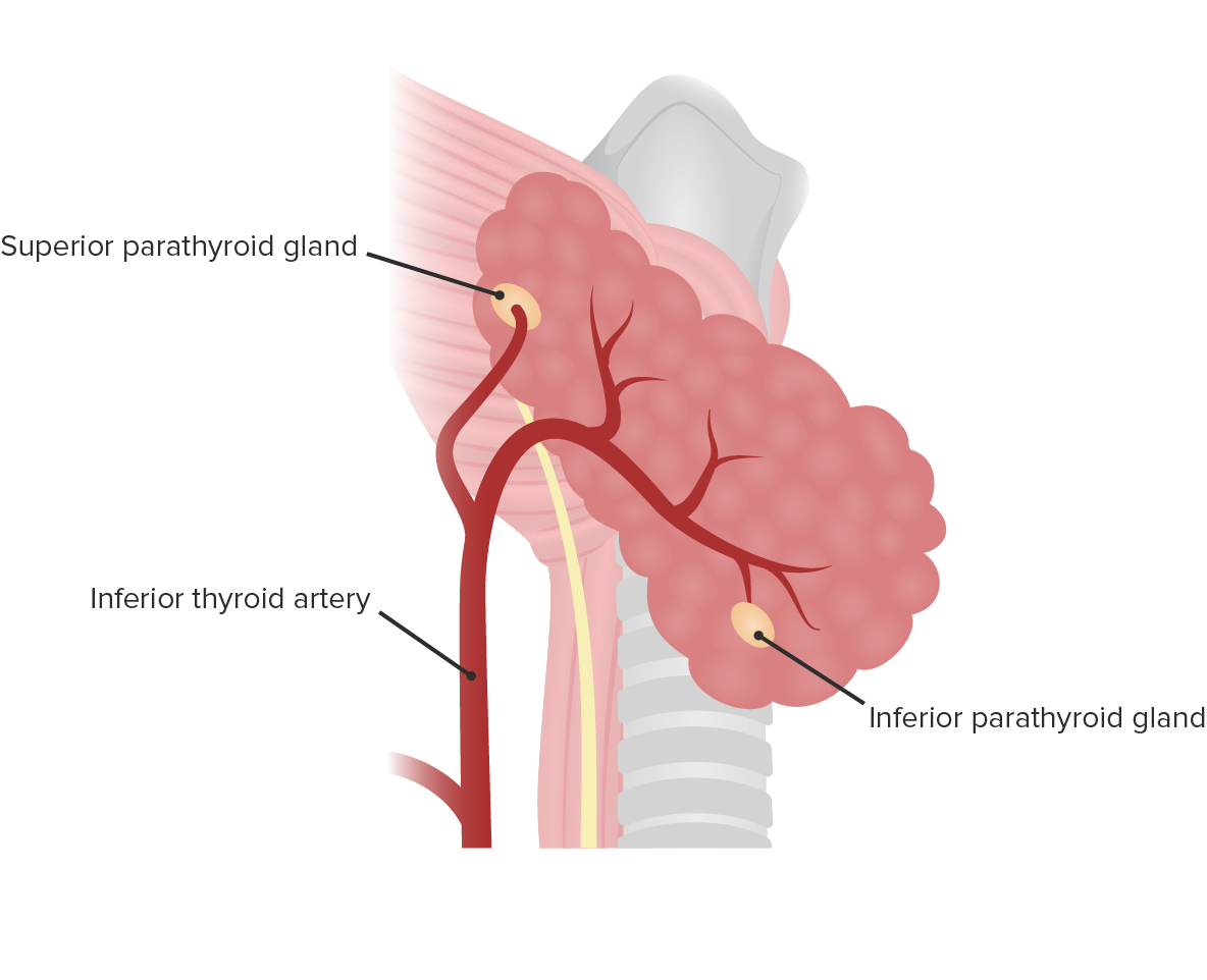 Arterial supply of parathyroid glands