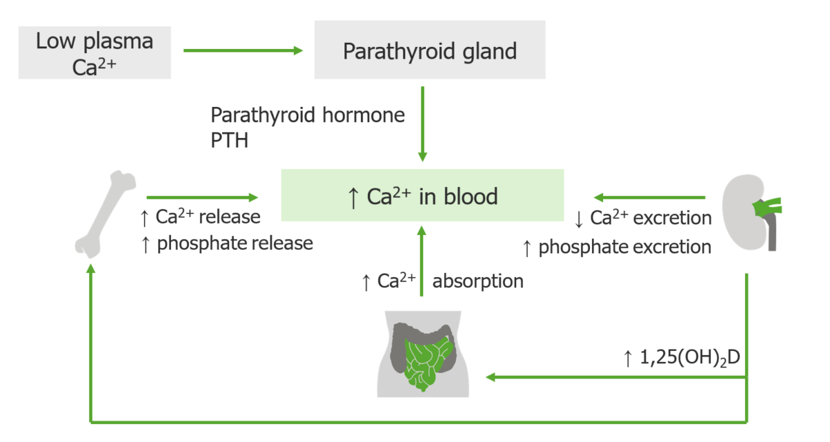 Diagrama esquemático del papel y la función de la hormona paratiroidea (pth)
