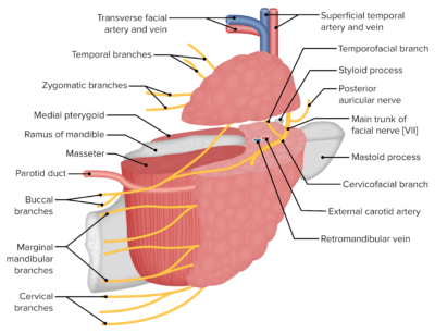 Salivary Glands: Anatomy | Concise Medical Knowledge