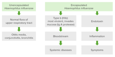 Haemophilus | Concise Medical Knowledge