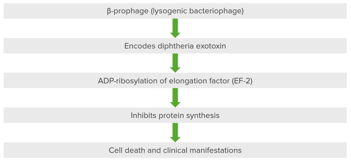 Patogénesis de la difteria