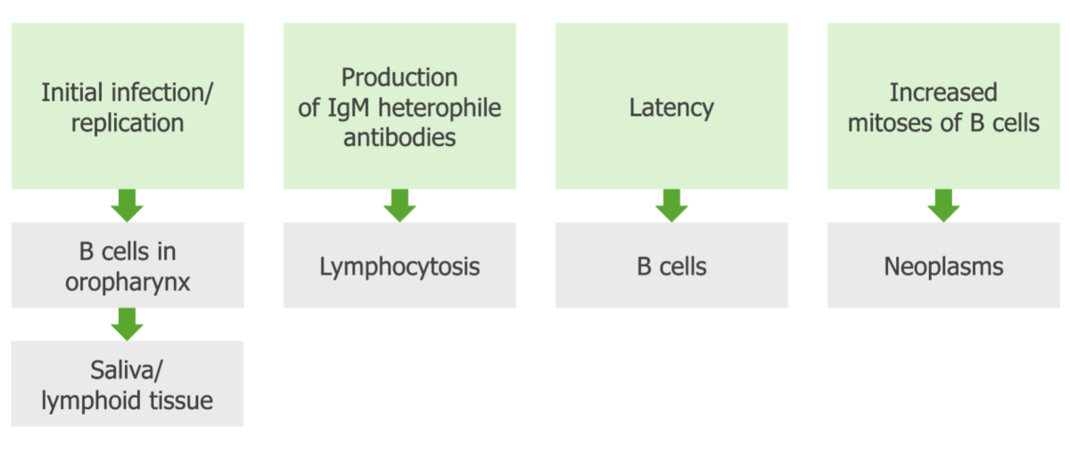 Pathogenesis oepstein-barr virus