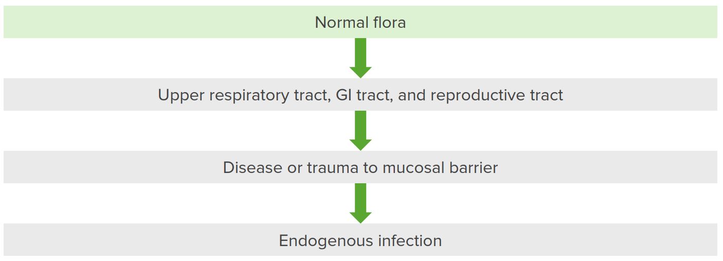 Actinomycesactinomycosis Concise Medical Knowledge