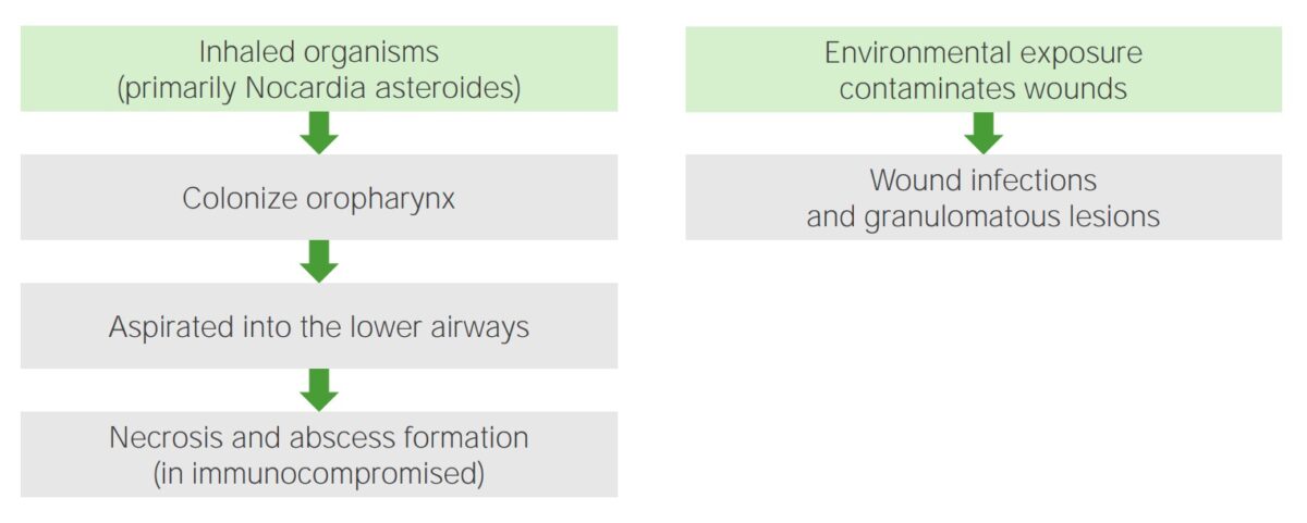 Pathogenesis of nocardia