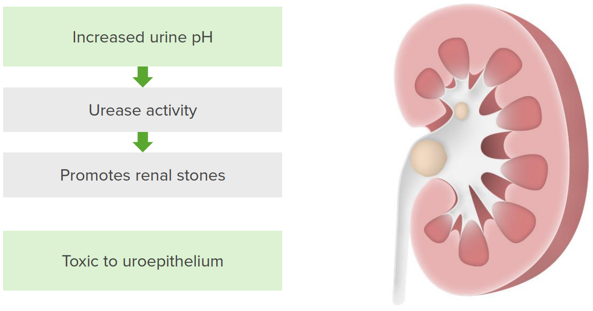 Proteus Vulgaris Morphology