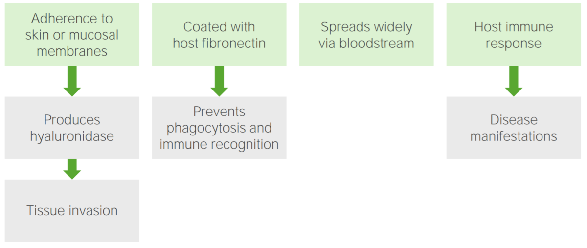 Pathogenesis of treponema infections