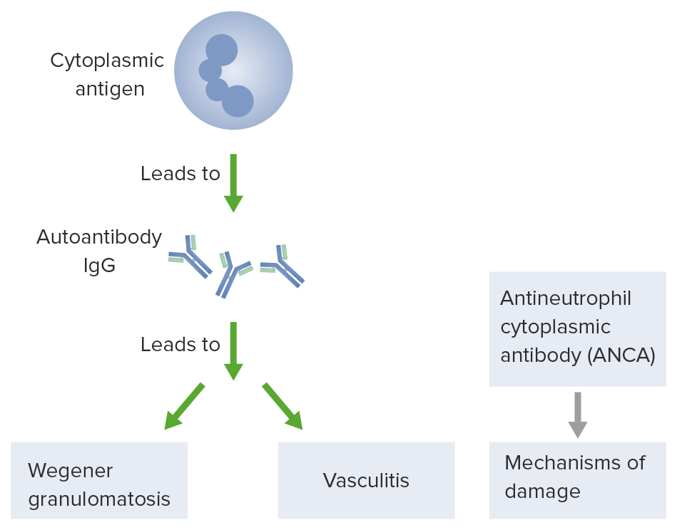 Pathogenesis of antineutrophil cytoplasmic antibody (anca) damage