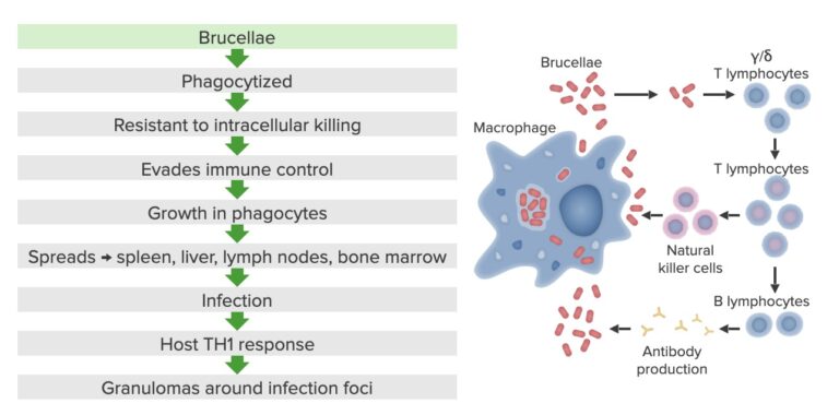 Brucella/Brucellosis | Concise Medical Knowledge