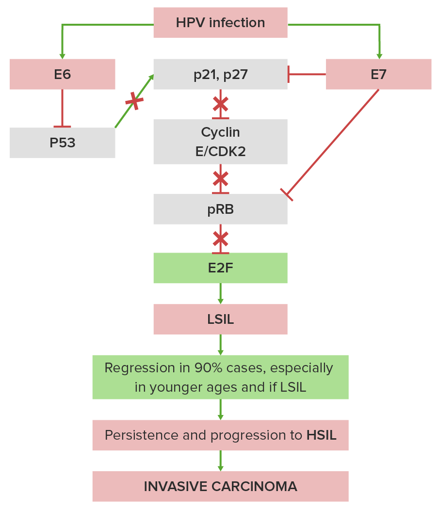 Cervical Carcinoma Pathway