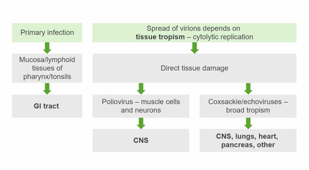 Pathogenesis of echovirus picornaviridae