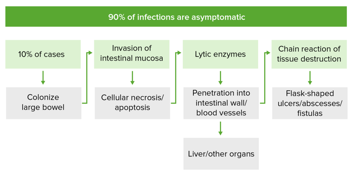 Pathogenesis of entamoeba histolytica