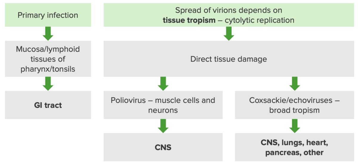 Pathogenesis of enteroviruses