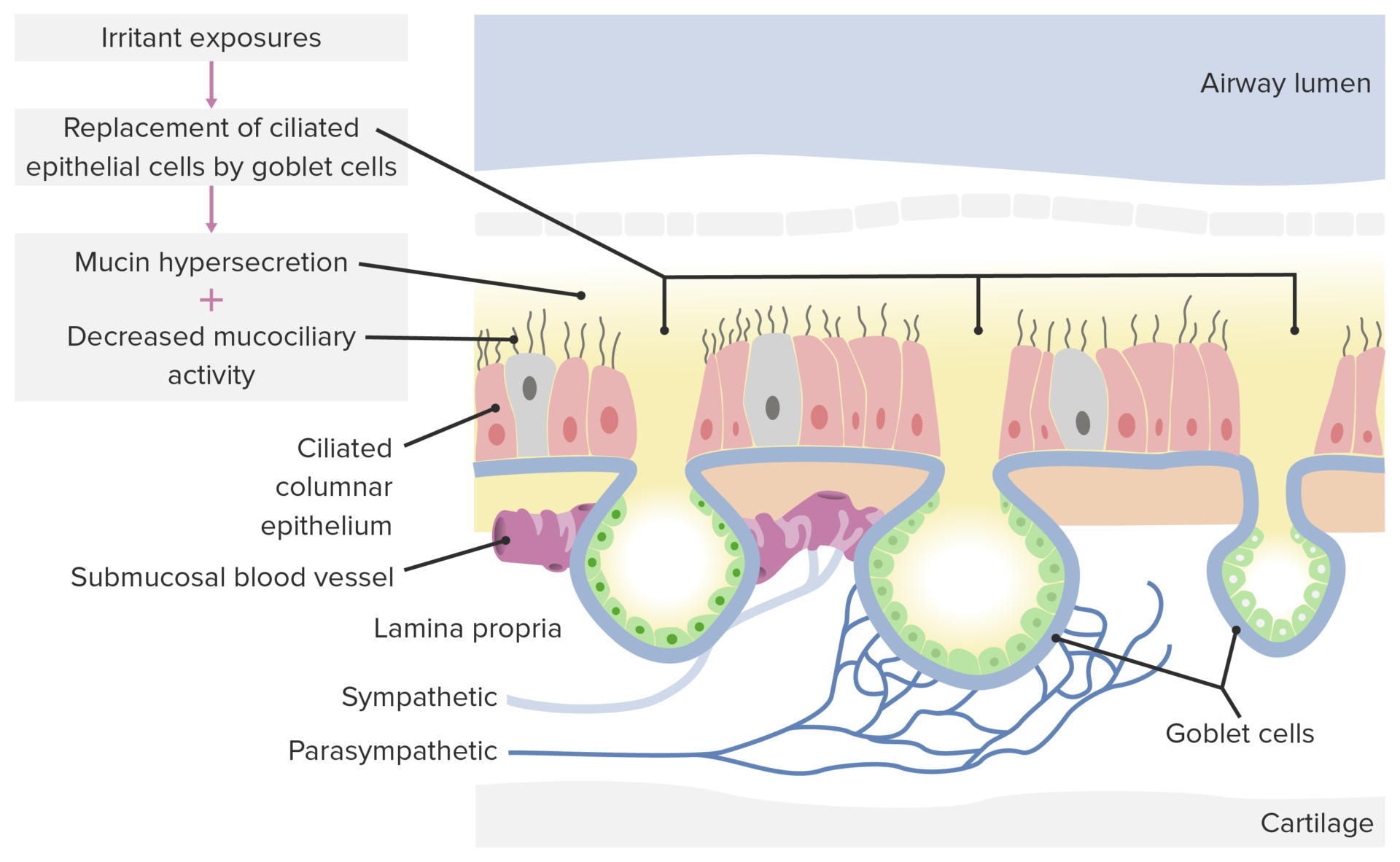 Rhinitis | Concise Medical Knowledge