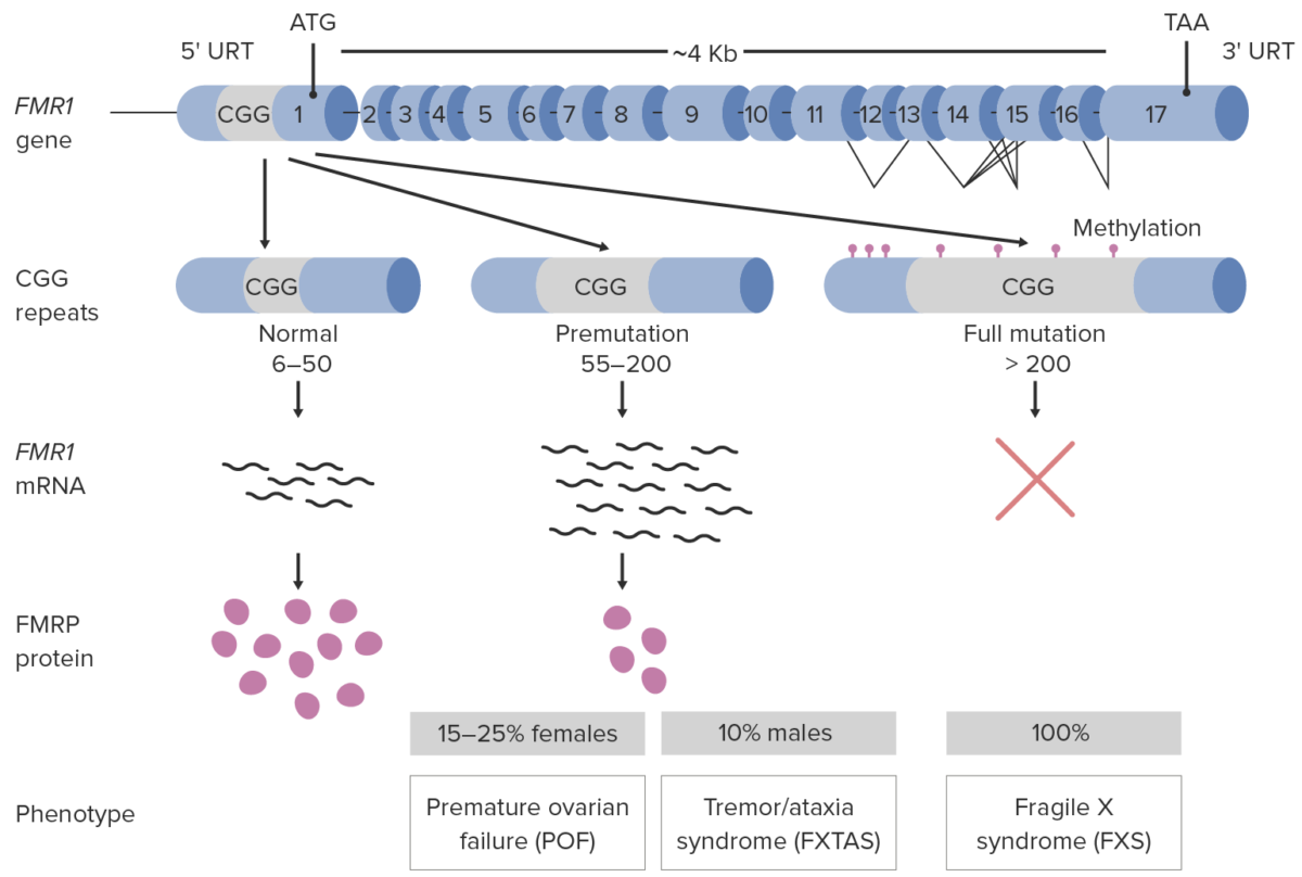 Fisiopatologia do diagrama da síndrome do x frágil