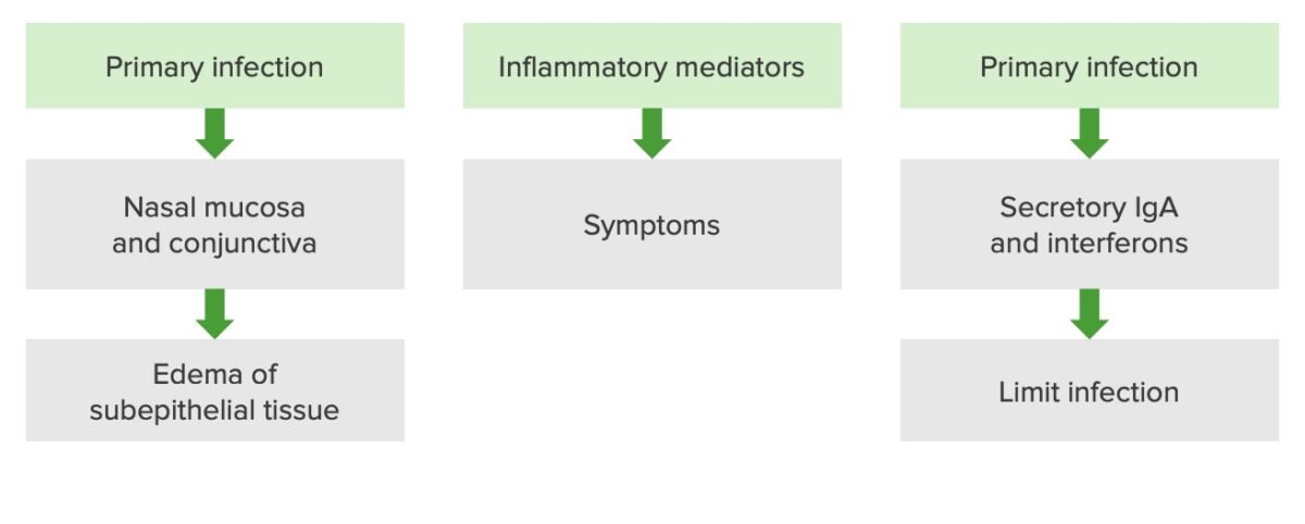 Pathophysiology of a rhinovirus infection