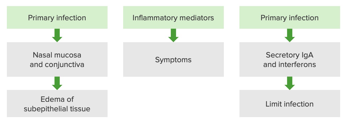 Rinovirus Concise Medical Knowledge