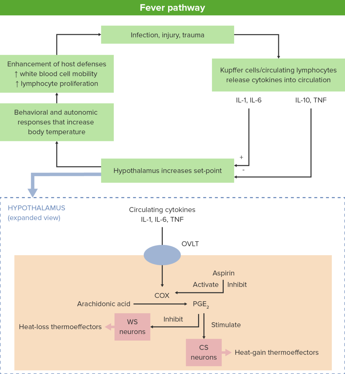 Pathway of fever