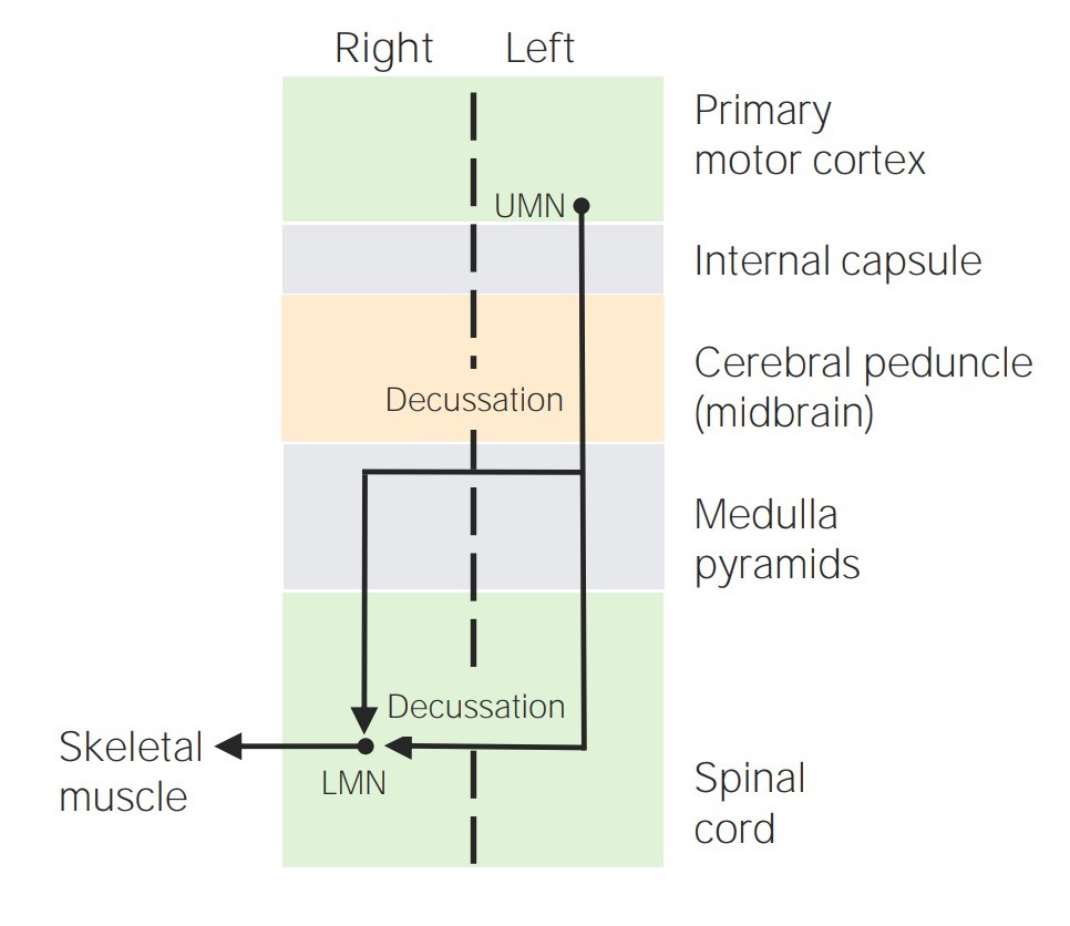 Pathway of the corticospinal tract