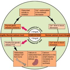 Pathways in Calcium Homeostasis