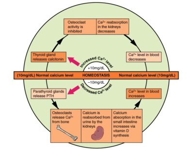 Pathways in calcium homeostasis