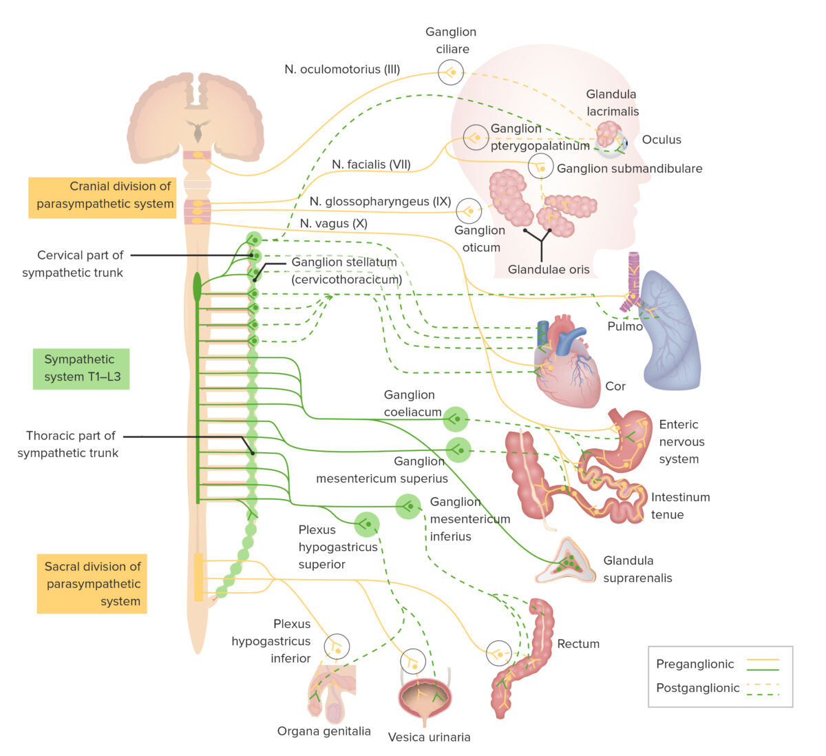 Pathways of the sympathetic nervous system