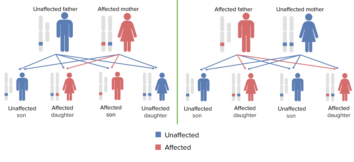 Patterns of x-linked dominant inheritance