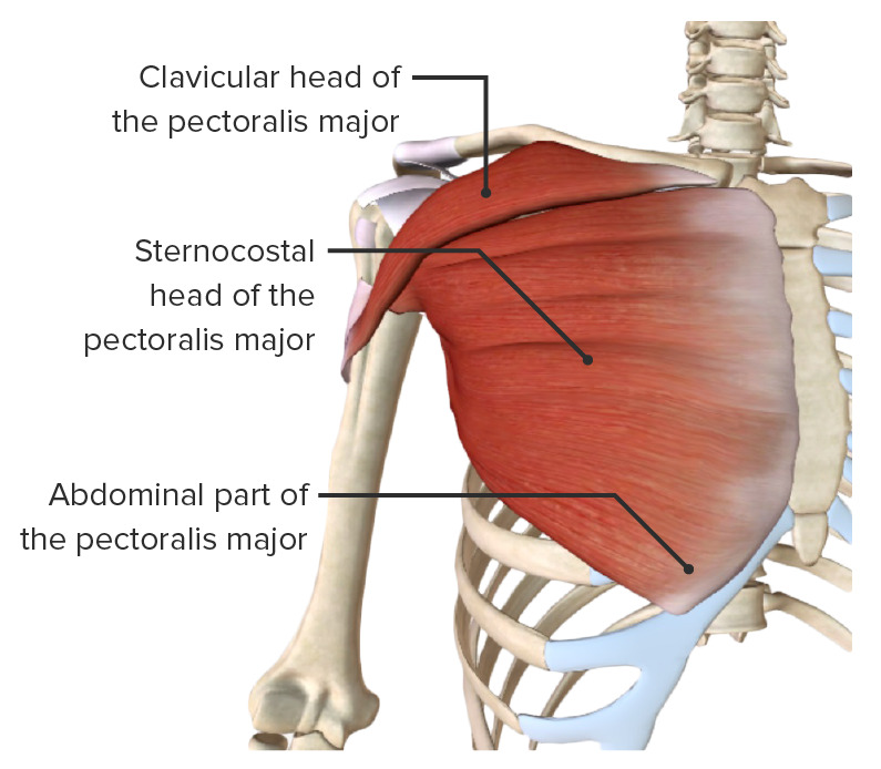 Pectoralis major muscle