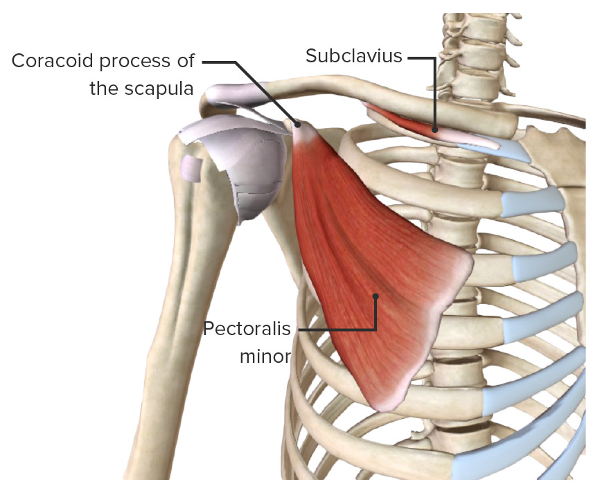 Pectoralis minor and subclavius muscles