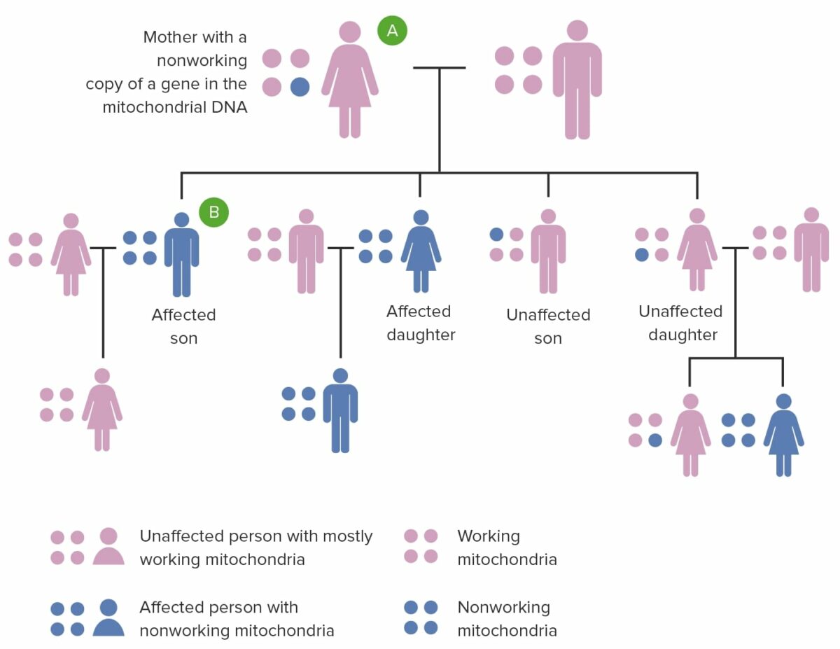 Pedigree of mitochondrial inheritance