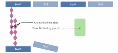 Penicillins | Concise Medical Knowledge