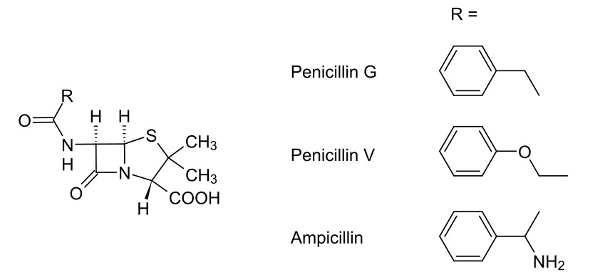 Penicillins | Concise Medical Knowledge