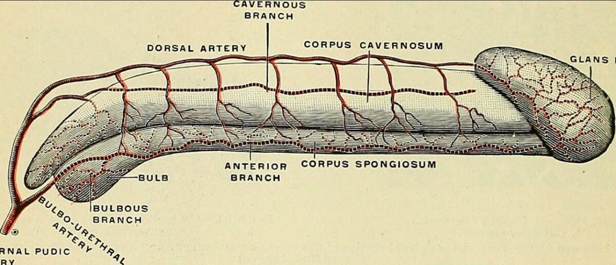 Penile vascular anatomy