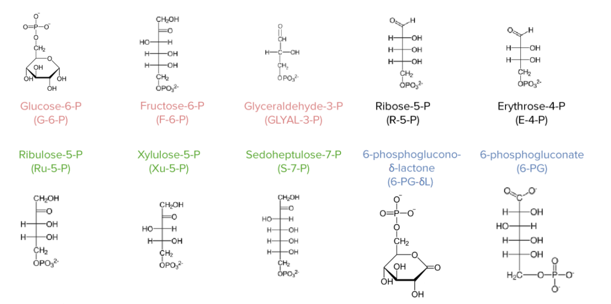 Pentose phosphate pathway intermediates