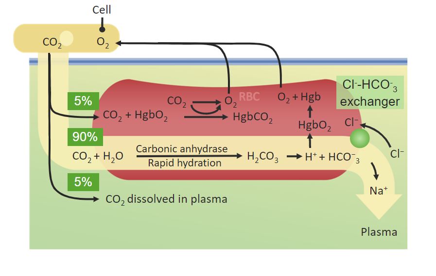 Gas Exchange Concise Medical Knowledge