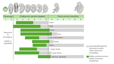 Periods of time within gestation in which organ systems are most susceptible to teratogens