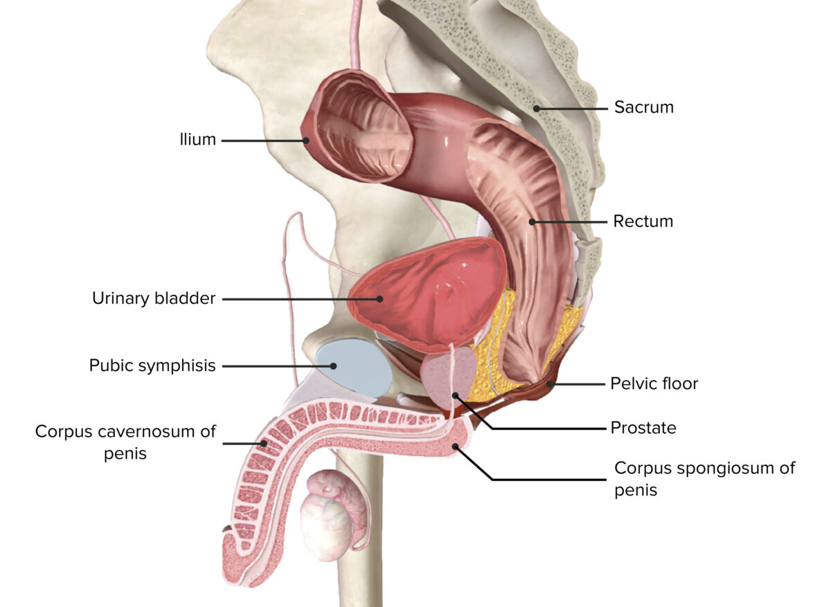 Peritoneal spaces within male pelvis